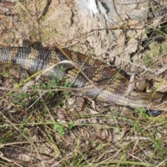 Tiliqua scincoides scincoides (Eastern Blue-tongue) at Bruce Ridge to Gossan Hill - 6 Sep 2023 by Harrisi