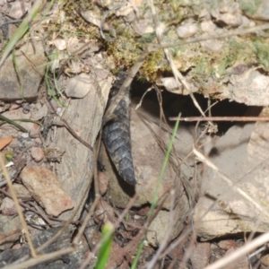 Tiliqua scincoides scincoides at Bruce, ACT - 6 Sep 2023 11:55 AM