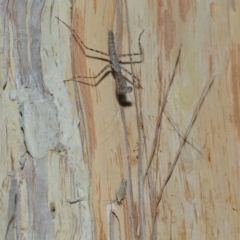 Ciulfina (genus) at Capalaba, QLD - 8 Aug 2023 11:10 AM