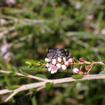 Megachile ferox (Resin bee) at Kareela, NSW - 1 Sep 2023 by SapphFire