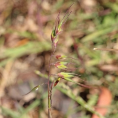 Ehrharta longiflora (Annual Veldt Grass) at O'Connor, ACT - 7 Sep 2023 by ConBoekel