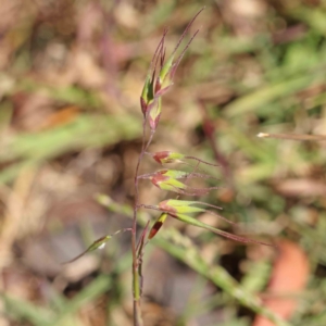 Ehrharta longiflora at O'Connor, ACT - 7 Sep 2023 12:09 PM