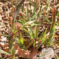 Ehrharta longiflora at O'Connor, ACT - 7 Sep 2023 12:09 PM