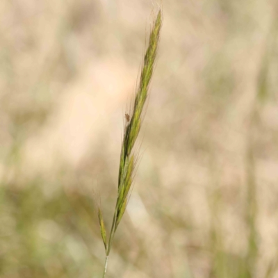 Vulpia sp. (A Squirreltail Fescue) at O'Connor, ACT - 7 Sep 2023 by ConBoekel