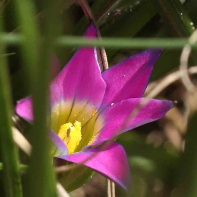 Romulea rosea var. australis (Onion Grass) at O'Connor, ACT - 7 Sep 2023 by ConBoekel