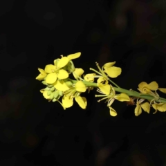 Hirschfeldia incana (Buchan Weed) at Caladenia Forest, O'Connor - 7 Sep 2023 by ConBoekel