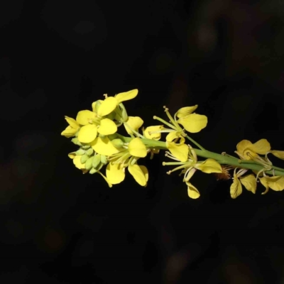 Hirschfeldia incana (Buchan Weed) at Caladenia Forest, O'Connor - 7 Sep 2023 by ConBoekel