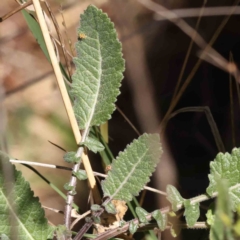 Hirschfeldia incana at O'Connor, ACT - 7 Sep 2023