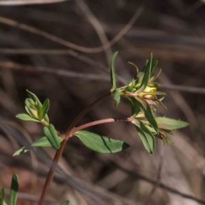 Hypericum perforatum at O'Connor, ACT - 7 Sep 2023 12:13 PM