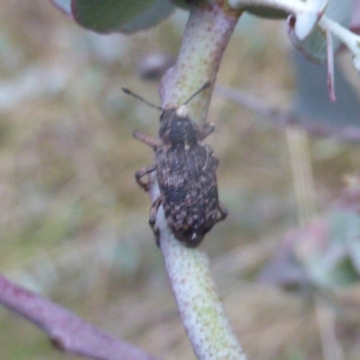 Rhinaria sp. (genus) (Unidentified Rhinaria weevil) at Isaacs Ridge - 7 Sep 2023 by Mike