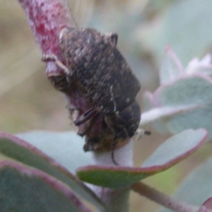 Rhinaria sp. (genus) at Isaacs, ACT - 7 Sep 2023 05:01 PM