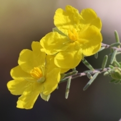 Hibbertia riparia (Erect Guinea-flower) at Chiltern, VIC - 7 Sep 2023 by KylieWaldon