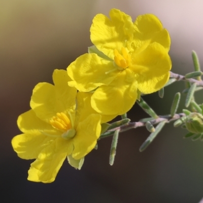 Hibbertia riparia (Erect Guinea-flower) at Chiltern, VIC - 7 Sep 2023 by KylieWaldon