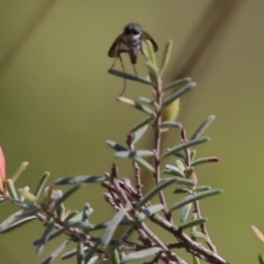 Unidentified Long-legged Fly (Dolichopodidae) at Chiltern, VIC - 7 Sep 2023 by KylieWaldon