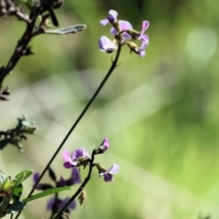 Glycine clandestina (Twining Glycine) at Chiltern, VIC - 7 Sep 2023 by KylieWaldon