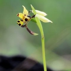 Diuris pardina (Leopard Doubletail) at Chiltern, VIC - 7 Sep 2023 by KylieWaldon