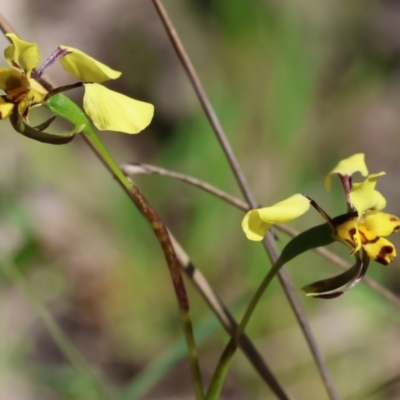 Diuris pardina (Leopard Doubletail) at Chiltern, VIC - 7 Sep 2023 by KylieWaldon