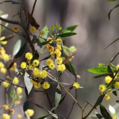 Acacia verniciflua (Varnish Wattle) at Chiltern, VIC - 7 Sep 2023 by KylieWaldon