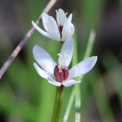 Wurmbea dioica subsp. dioica (Early Nancy) at Chiltern, VIC - 7 Sep 2023 by KylieWaldon