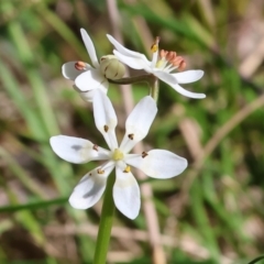 Wurmbea dioica subsp. dioica (Early Nancy) at Chiltern, VIC - 7 Sep 2023 by KylieWaldon