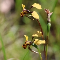 Diuris pardina (Leopard Doubletail) at Chiltern, VIC - 7 Sep 2023 by KylieWaldon