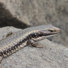 Eulamprus heatwolei (Yellow-bellied Water Skink) at Tuggeranong, ACT - 26 Mar 2023 by MichaelBedingfield