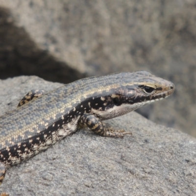 Eulamprus heatwolei (Yellow-bellied Water Skink) at Tuggeranong, ACT - 26 Mar 2023 by michaelb