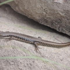 Eulamprus heatwolei (Yellow-bellied Water Skink) at Tuggeranong, ACT - 26 Mar 2023 by MichaelBedingfield