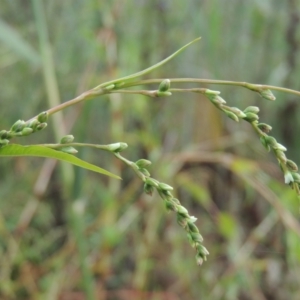 Persicaria hydropiper at Tuggeranong, ACT - 26 Mar 2023