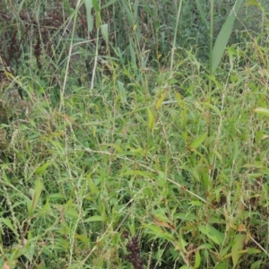 Persicaria hydropiper at Tuggeranong, ACT - 26 Mar 2023