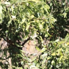 Acacia melanoxylon (Blackwood) at Booth, ACT - 8 Sep 2023 by JimL