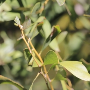 Acacia melanoxylon at Booth, ACT - 8 Sep 2023 09:32 AM