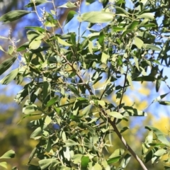 Acacia melanoxylon at Booth, ACT - 8 Sep 2023 09:32 AM