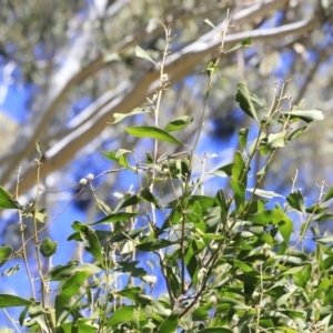 Acacia melanoxylon at Booth, ACT - 8 Sep 2023 09:32 AM