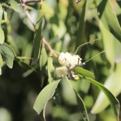 Acacia melanoxylon at Booth, ACT - 8 Sep 2023 09:32 AM