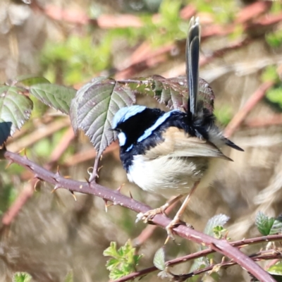 Malurus cyaneus (Superb Fairywren) at Tharwa, ACT - 7 Sep 2023 by JimL