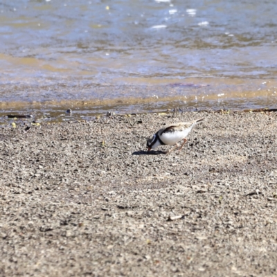 Charadrius melanops (Black-fronted Dotterel) at Tharwa, ACT - 8 Sep 2023 by JimL