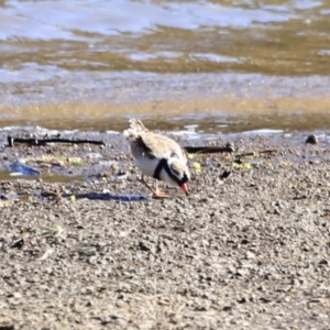 Charadrius melanops at Tharwa, ACT - 8 Sep 2023 09:37 AM