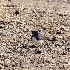 Rhipidura leucophrys (Willie Wagtail) at Tharwa, ACT - 7 Sep 2023 by JimL