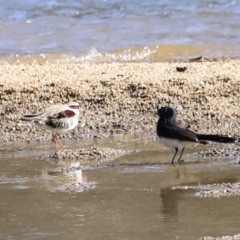 Rhipidura leucophrys at Tharwa, ACT - 8 Sep 2023