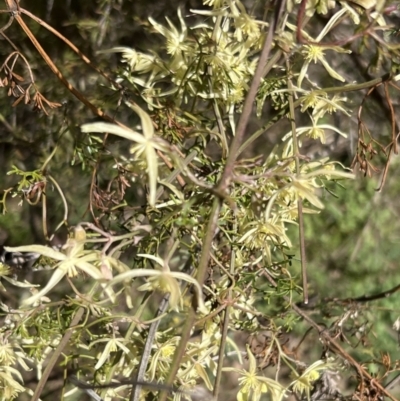 Clematis leptophylla (Small-leaf Clematis, Old Man's Beard) at Gigerline Nature Reserve - 8 Sep 2023 by JimL