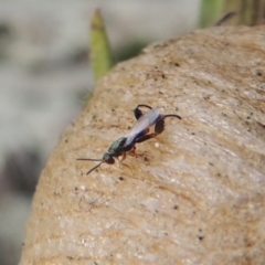 Podagrionini (tribe) (Unidentified mantis parasite wasp) at Tuggeranong, ACT - 26 Mar 2023 by MichaelBedingfield