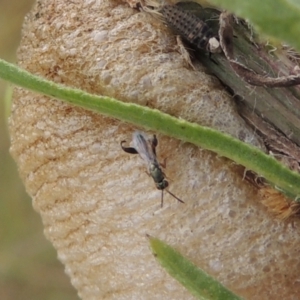 Podagrionini (tribe) at Tuggeranong, ACT - 26 Mar 2023