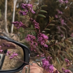 Indigofera australis subsp. australis (Australian Indigo) at Paddys River, ACT - 8 Sep 2023 by JP95
