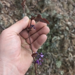 Hardenbergia violacea (False Sarsaparilla) at Paddys River, ACT - 8 Sep 2023 by JP95