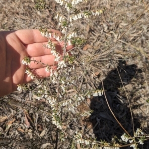 Styphelia fletcheri subsp. brevisepala at Paddys River, ACT - 8 Sep 2023 10:07 AM