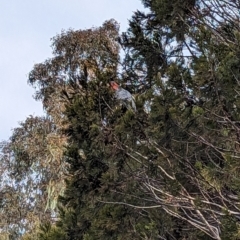 Callocephalon fimbriatum (Gang-gang Cockatoo) at Cotter Reserve - 7 Sep 2023 by JP95