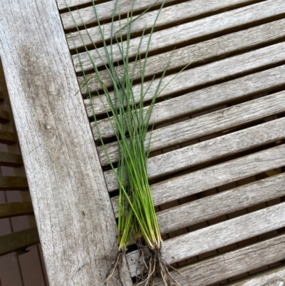 Juncus sp. (A Rush) at Elwood, VIC - 25 Aug 2023 by AndyRoo