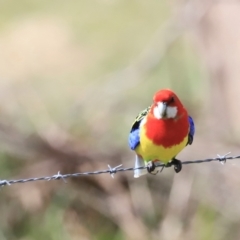 Platycercus eximius (Eastern Rosella) at Tharwa, ACT - 8 Sep 2023 by JimL