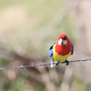 Platycercus eximius at Tharwa, ACT - 8 Sep 2023